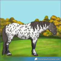 Horse Color:Grullo Appaloosa 