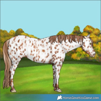 Horse Color:Gold Champagne Appaloosa  and Gray Gold Champagne Appaloosa 