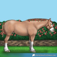 Horse Color:Gold Champagne Splash