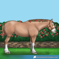 Horse Color:Gold Champagne Splash 