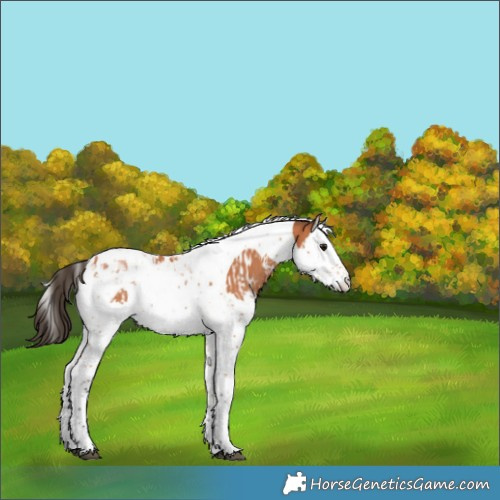 Horse Color:Bay Splash Tobiano  and Bay Splash Tobiano 