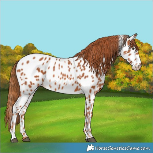 Horse Color:Chestnut Appaloosa