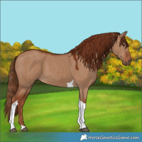 Horse Color:Red Dun Tobiano