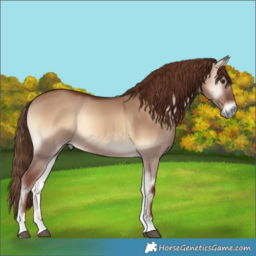 Horse Color:Red Dun Onyx Tobiano 