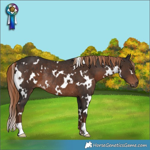 Horse Color:White Spotted Liver Chestnut Rabicano