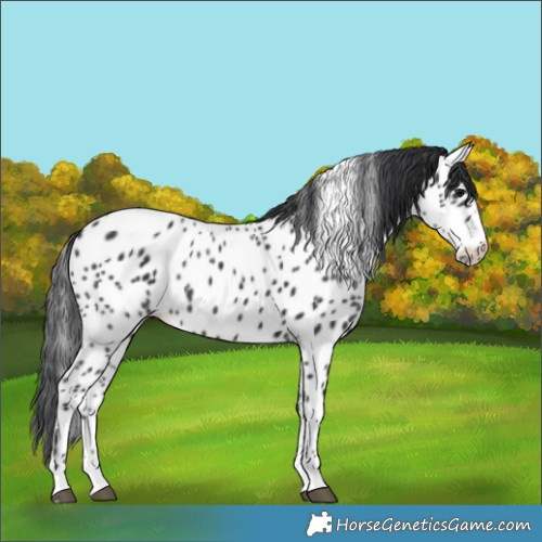 Horse Color:Black Appaloosa 