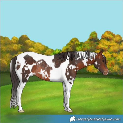 Horse Color:White Spotted Bay Tobiano Varnish Rabicano