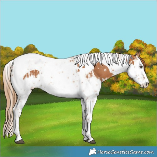 Horse Color:Chestnut Splash Tobiano  and Chestnut Splash Tobiano Rabicano 