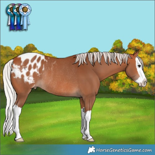 Horse Color:Silver Bay Splash Appaloosa Rabicano