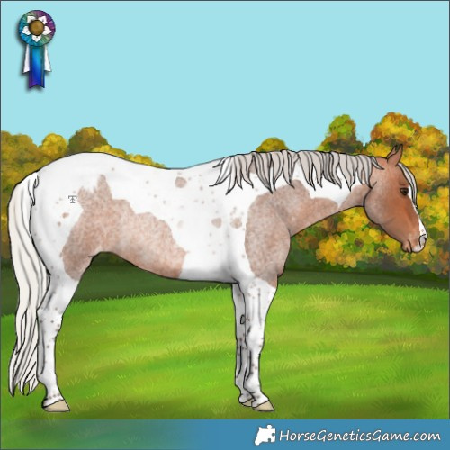 Horse Color:Silver Bay Roan Tobiano Appaloosa Rabicano