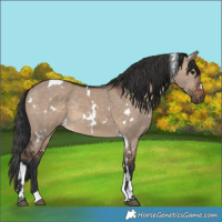 Horse Color:White Spotted Brown Dun Tobiano