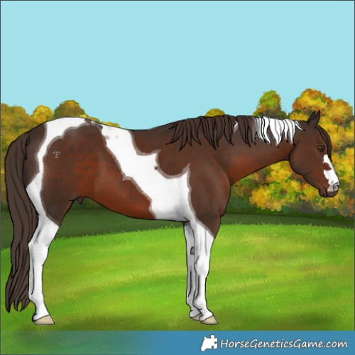 Horse Color:Liver Chestnut Tobiano 
