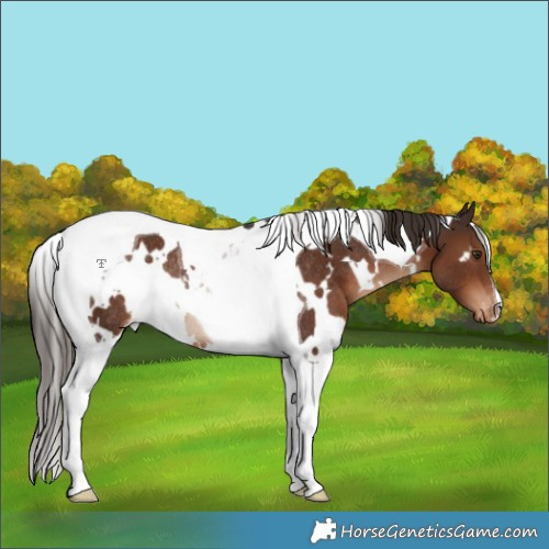 Horse Color:White Spotted Liver Chestnut Tobiano Blanket Rabicano