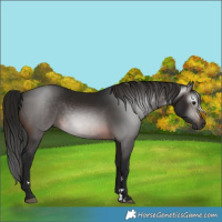 Horse Color:Gray Brown