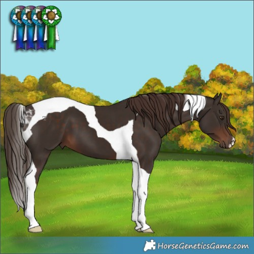 Horse Color:Liver Chestnut Tobiano 