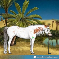 Horse Color:Bay Splash Tobiano and Bay Splash Tobiano Frame