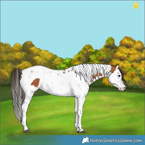 Horse Color:Bay Splash Tobiano  and Bay Splash Tobiano 