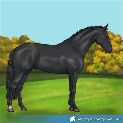 Horse Color:Black and Black