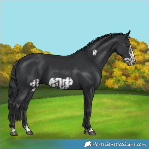 Horse Color:Black  and Black Frame 