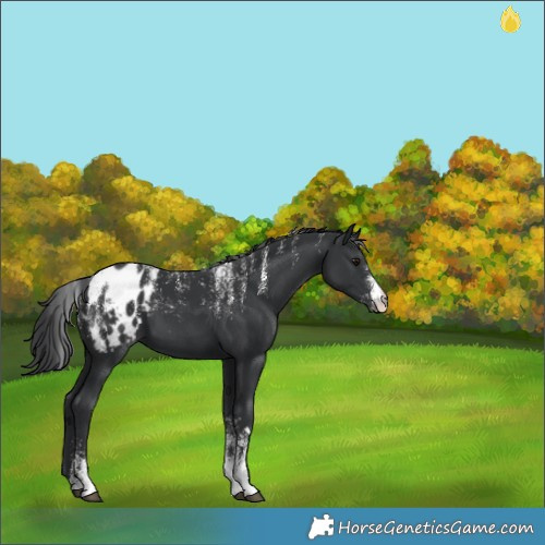 Horse Color:Powder White Black Appaloosa