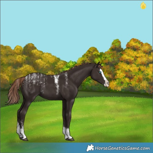 Horse Color:Powder White Liver Chestnut Splash 