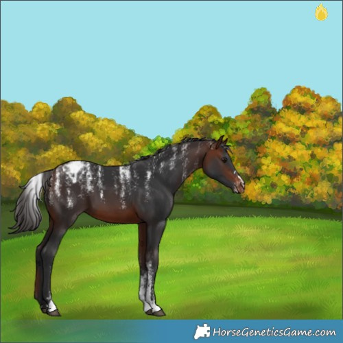 Horse Color:Powder White Bay Appaloosa 