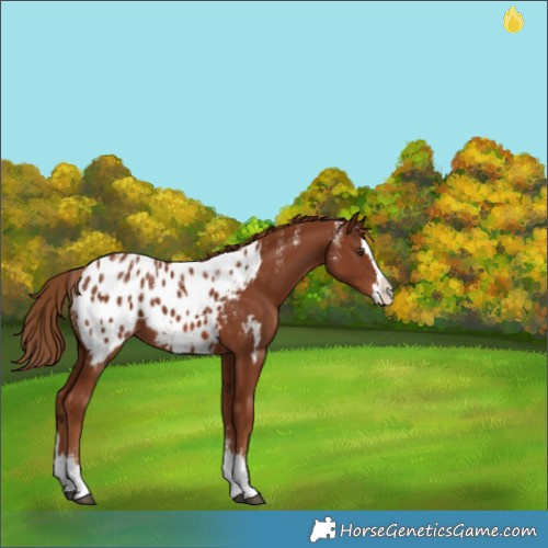 Horse Color:Powder White Chestnut Splash Appaloosa