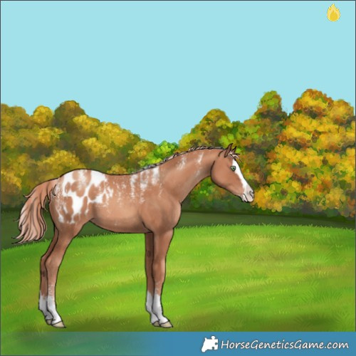 Horse Color:Powder White Gold Champagne Splash Appaloosa