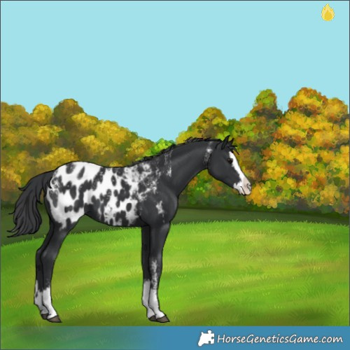 Horse Color:Powder White Black Splash Appaloosa 