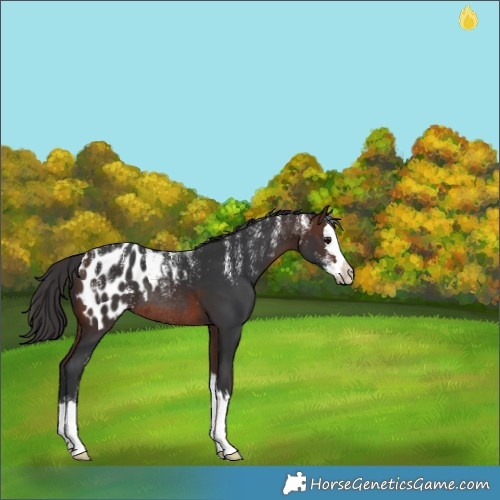 Horse Color:Powder White Brown Splash Appaloosa Rabicano