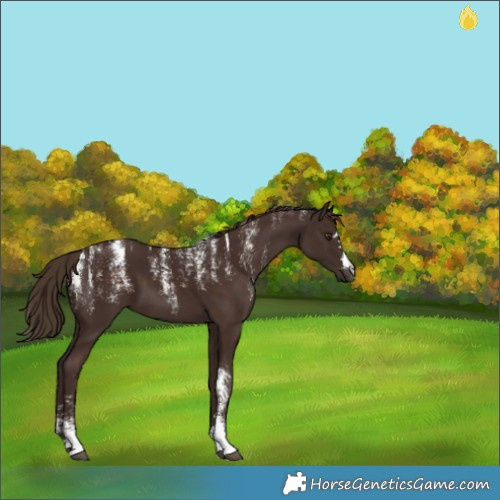 Horse Color:Powder White Liver Chestnut