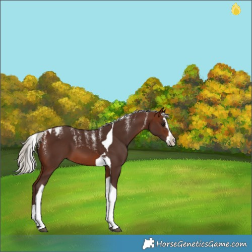 Horse Color:Powder White Silver Brown Splash Tobiano Appaloosa