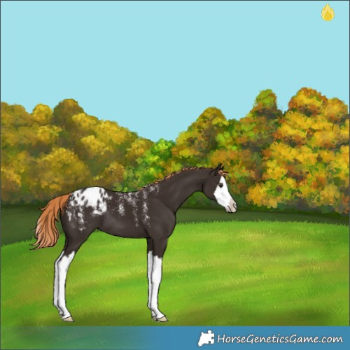 Horse Color:Powder White Liver Chestnut Splash Appaloosa Rabicano