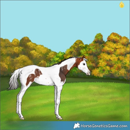 Horse Color:Powder White Bay Splash Tobiano