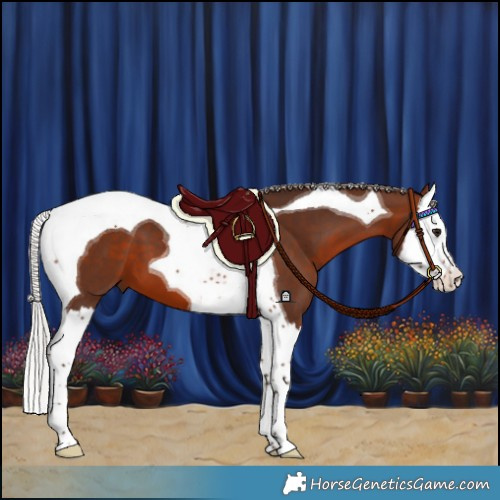 Horse Color:Silver Bay Splash Tobiano
