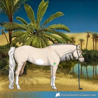 Horse Color:Silver Classic Champagne Dun Splash Frame