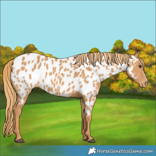 Horse Color:Chestnut Near Leopard