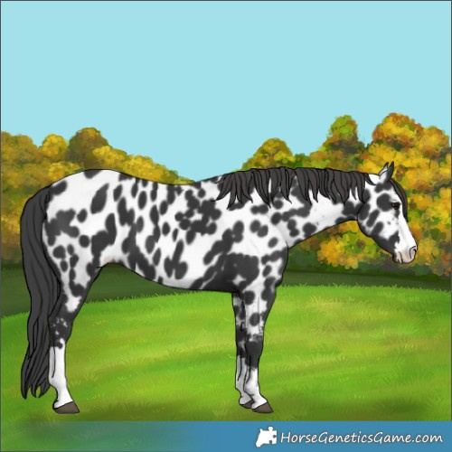 Horse Color:Black Near Leopard 