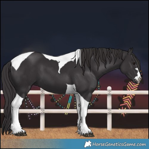 Horse Color:Smoky Black Tobiano 