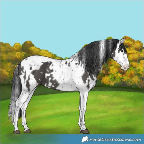 Horse Color:Black Splash Tobiano  and Black Splash Tobiano 