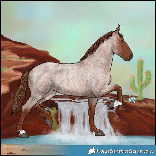 Horse Color:Red Roan 