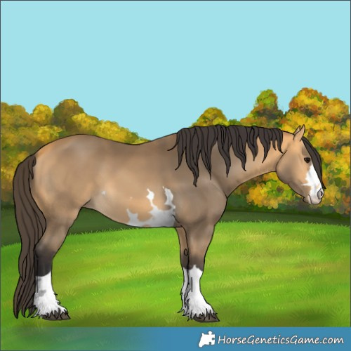 Horse Color:Buckskin