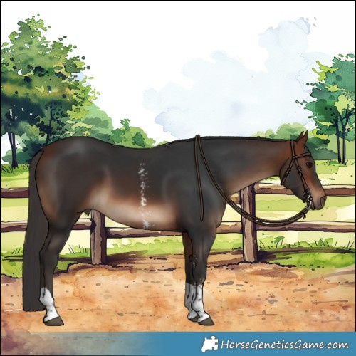 Horse Color:Bay Sabino Tobiano 