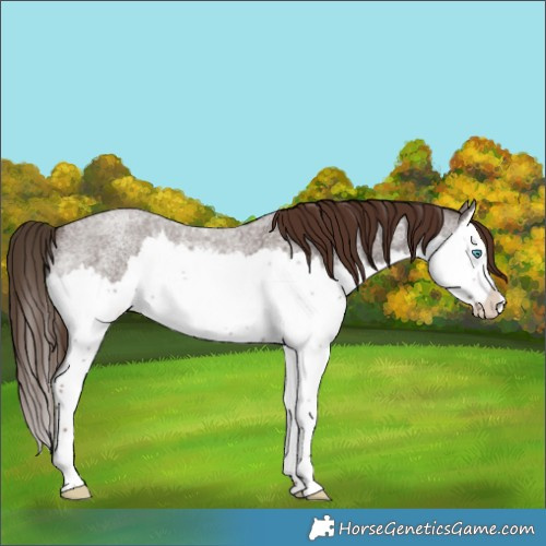 Horse Color:Liver Red Roan Splash 