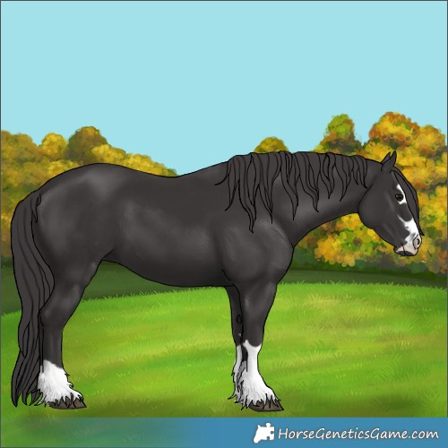 Horse Color:Smoky Black 