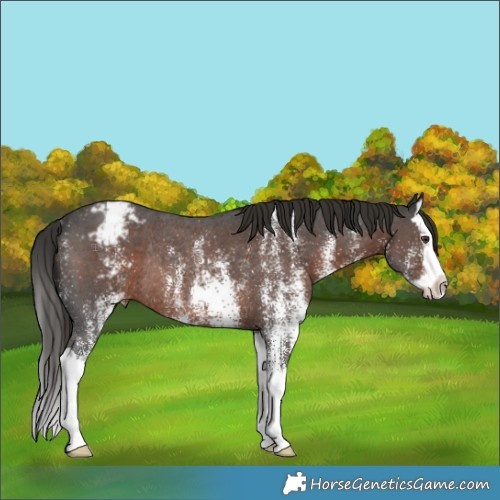 Horse Color:White Spotted Liver Chestnut Splash Appaloosa Rabicano 