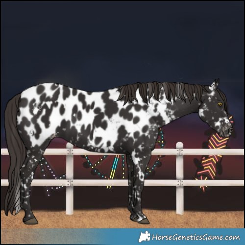 Horse Color:White Spotted Liver Chestnut Near Leopard 