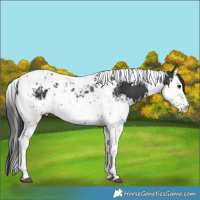 Horse Color:Black Splash Tobiano  and Black Splash Tobiano 