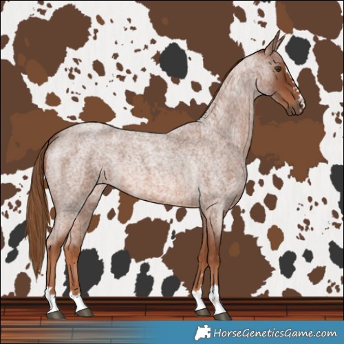 Horse Color:Red Roan 