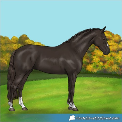 Horse Color:Liver Chestnut 